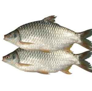 Puti Fish Tray (Shorputi) - 1 lb pack
