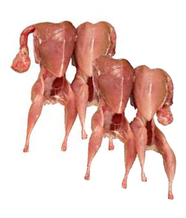 Asian Koel Bird - 6 count pack