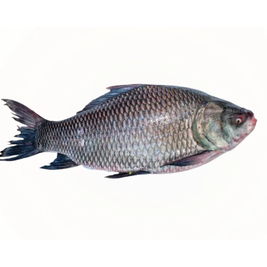 Katla Fish (Carp) - 5lb Size - After Clean & Cut