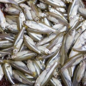 Mola Fish - 250gm pack