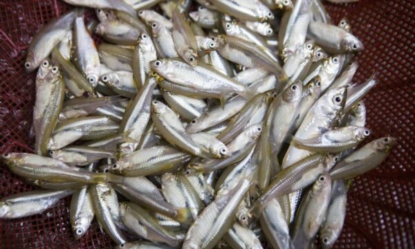 Mola Fish - 250gm pack