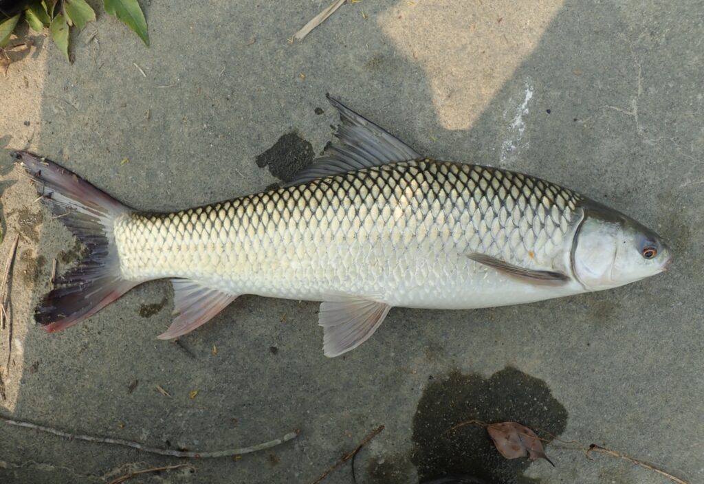 Mrigal (Carp) - 5 lb Pack (Clean & Cut)