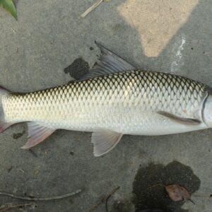 Mrigal (Carp) - 5 lb Pack (Clean & Cut)