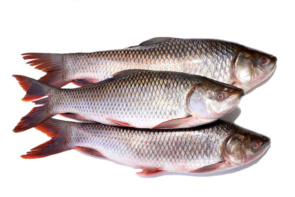 Rohu (Rui) Fish - 5 lb pack (Clean & Cut)