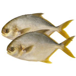 Golden Pompano (10lb Box)