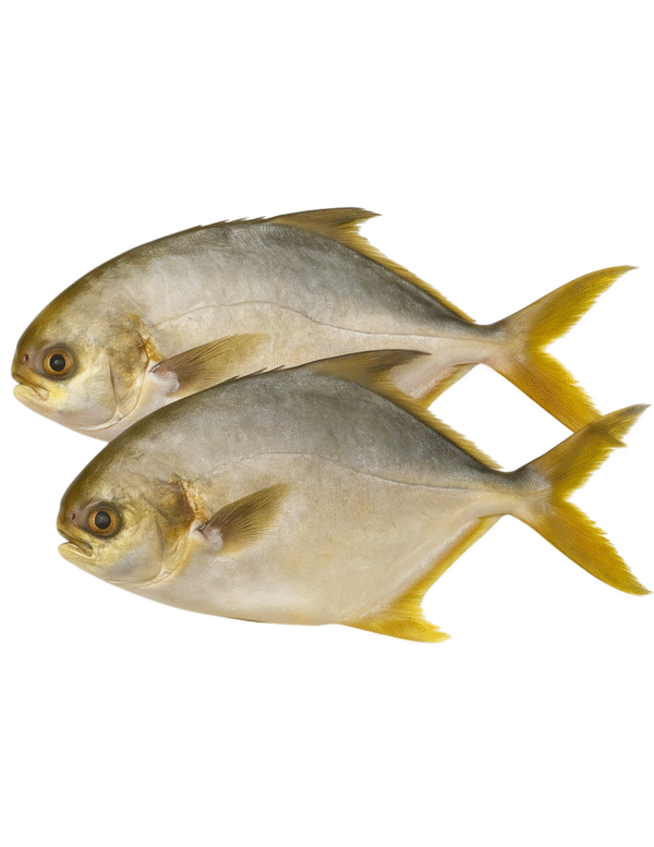 Golden Pompano (2 pieces/pack)
