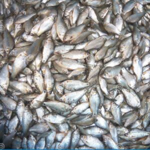 Puti Fish Tray - 250gm pack