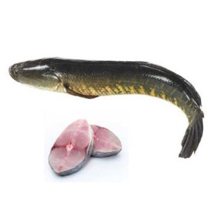 Shoal Fish Tray (Snakehead Murrel) - 2lb pack