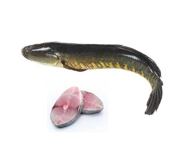 Shoal Fish Tray (Snakehead Murrel) - 2lb pack